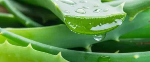 aloe vera